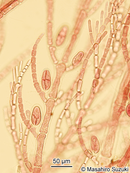 ホソガサネ Antithamnionella spirographidis